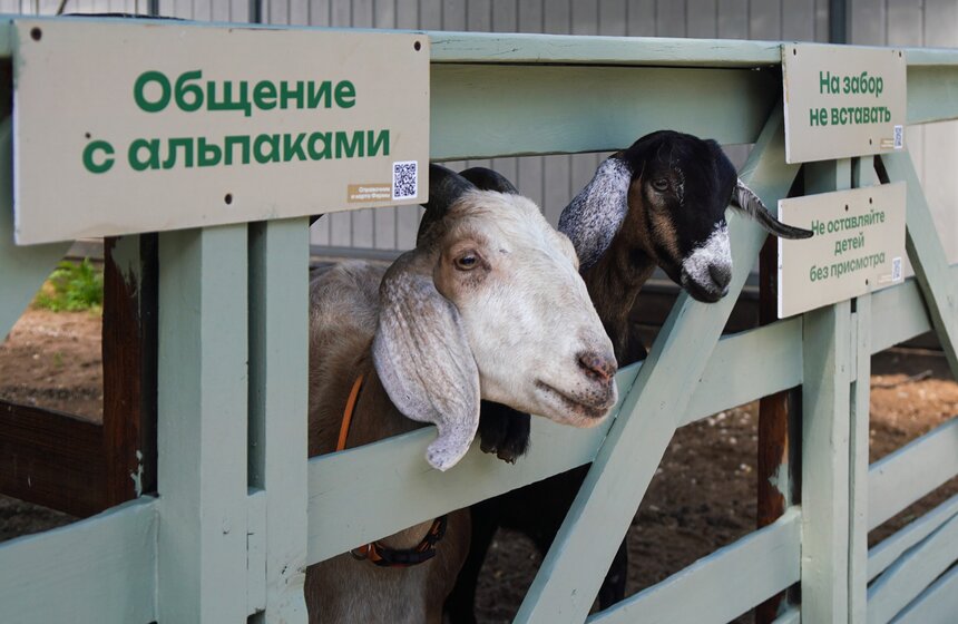 На "Городской ферме" на ВДНХ представили летние новинки 20 фото