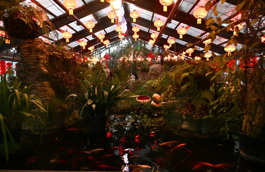 "Аптекарский огород" украсили к фестивалю китайского Нового года 2 фото