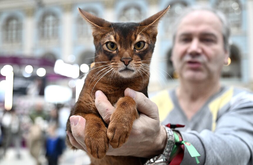 Выставка "Лучшие собаки и кошки России" прошла в Москве 18 фото