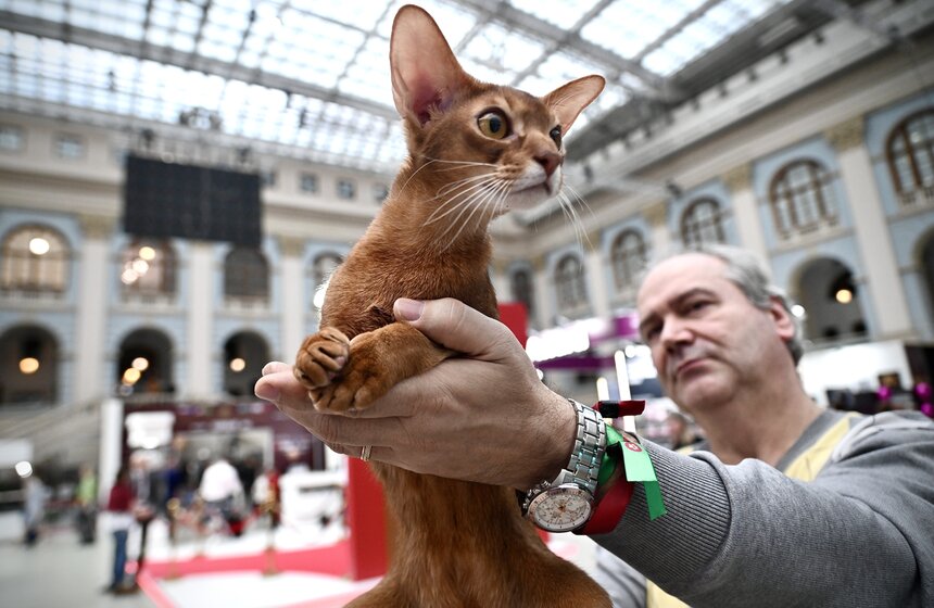 Выставка "Лучшие собаки и кошки России" прошла в Москве 9 фото