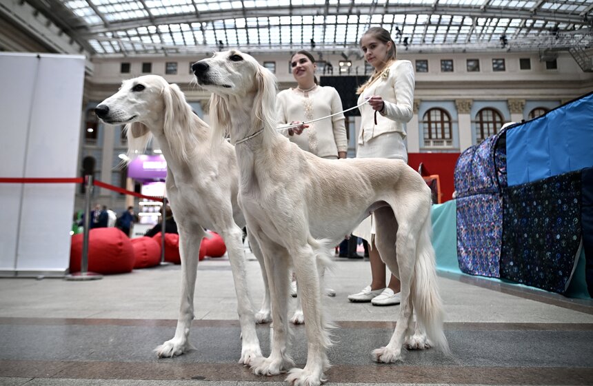 Выставка "Лучшие собаки и кошки России" прошла в Москве 34 фото