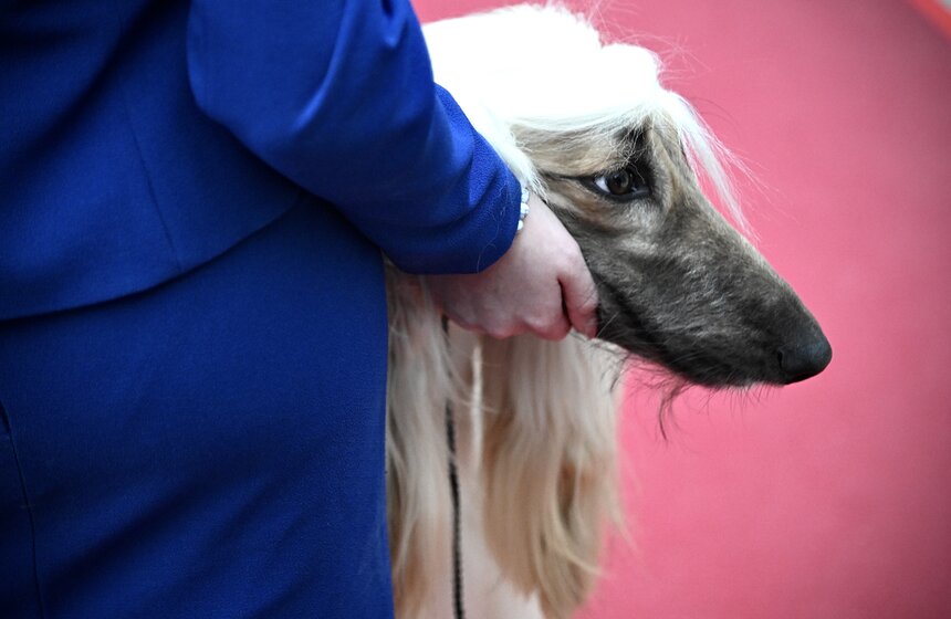 Выставка "Лучшие собаки и кошки России" прошла в Москве 7 фото