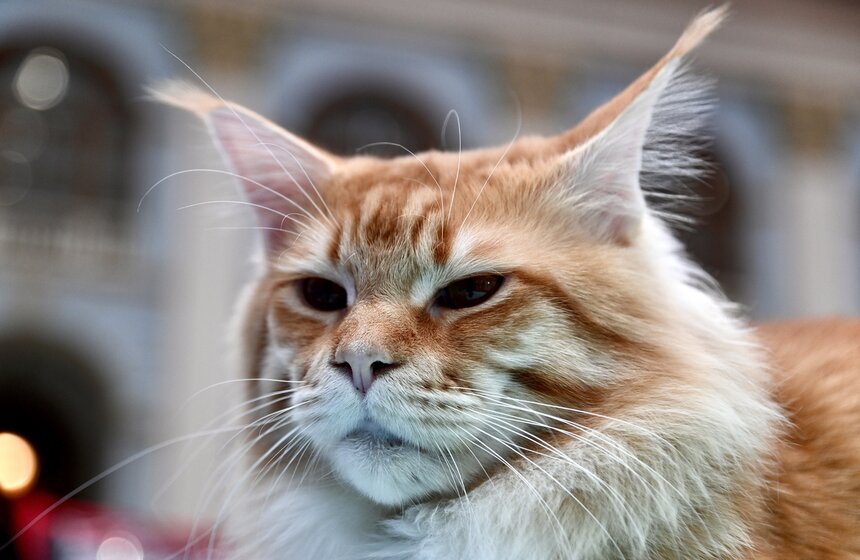 Выставка "Лучшие собаки и кошки России" прошла в Москве 27 фото