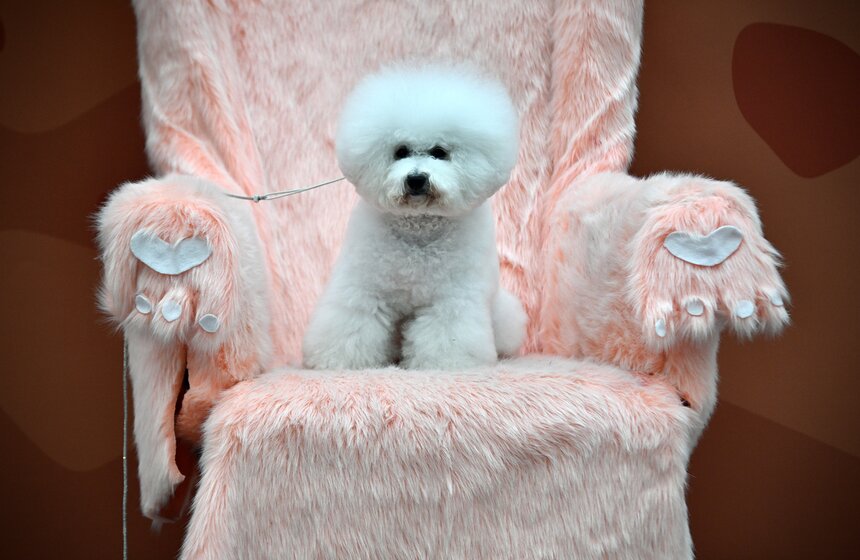 Выставка "Лучшие собаки и кошки России" прошла в Москве 32 фото