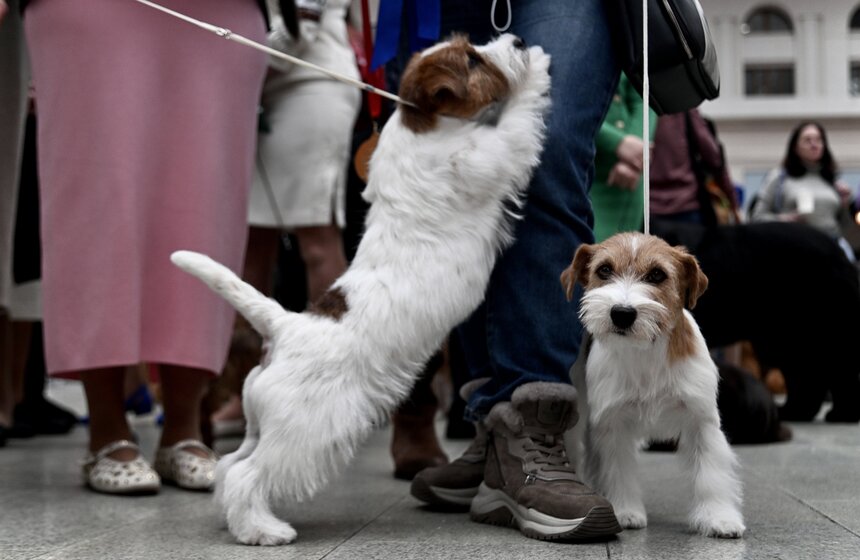 Выставка "Лучшие собаки и кошки России" прошла в Москве 28 фото