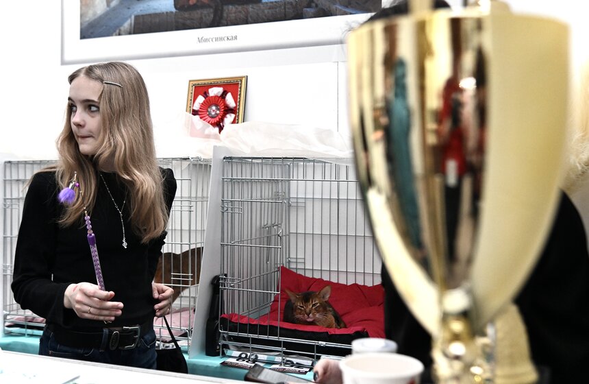 Выставка "Лучшие собаки и кошки России" прошла в Москве 37 фото