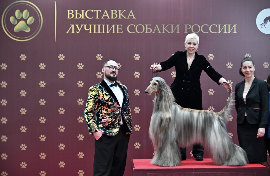 Выставка "Лучшие собаки и кошки России" прошла в Москве 15 фото