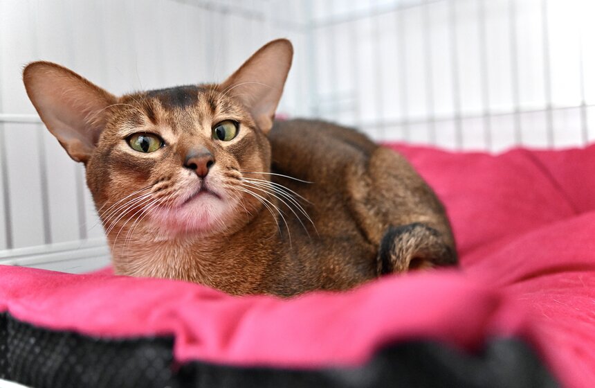 Выставка "Лучшие собаки и кошки России" прошла в Москве 26 фото