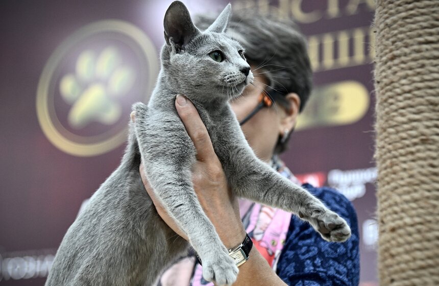 Выставка "Лучшие собаки и кошки России" прошла в Москве 14 фото
