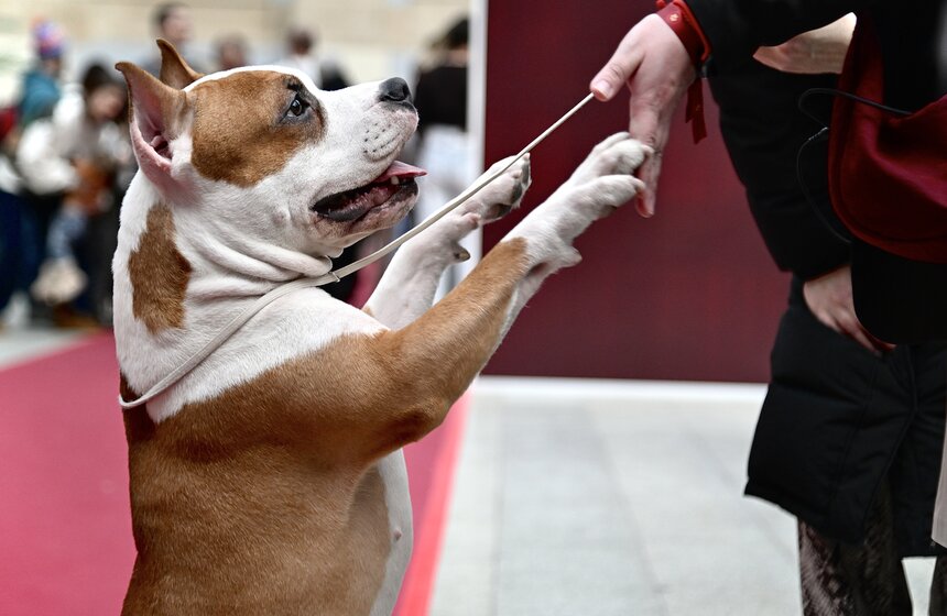 Выставка "Лучшие собаки и кошки России" прошла в Москве 8 фото