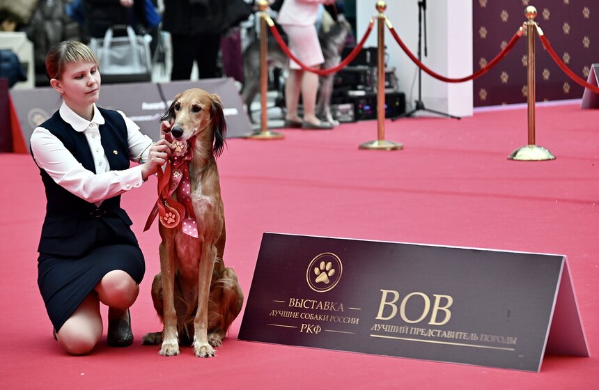 Выставка "Лучшие собаки и кошки России" прошла в Москве 36 фото