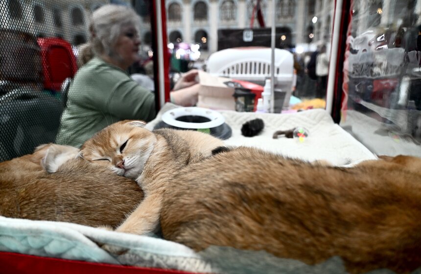 Выставка "Лучшие собаки и кошки России" прошла в Москве 38 фото