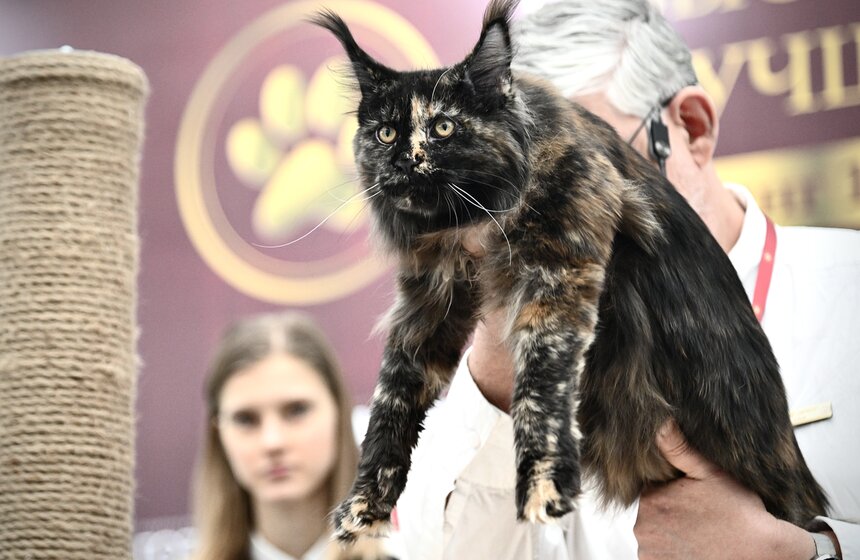 Выставка "Лучшие собаки и кошки России" прошла в Москве 24 фото