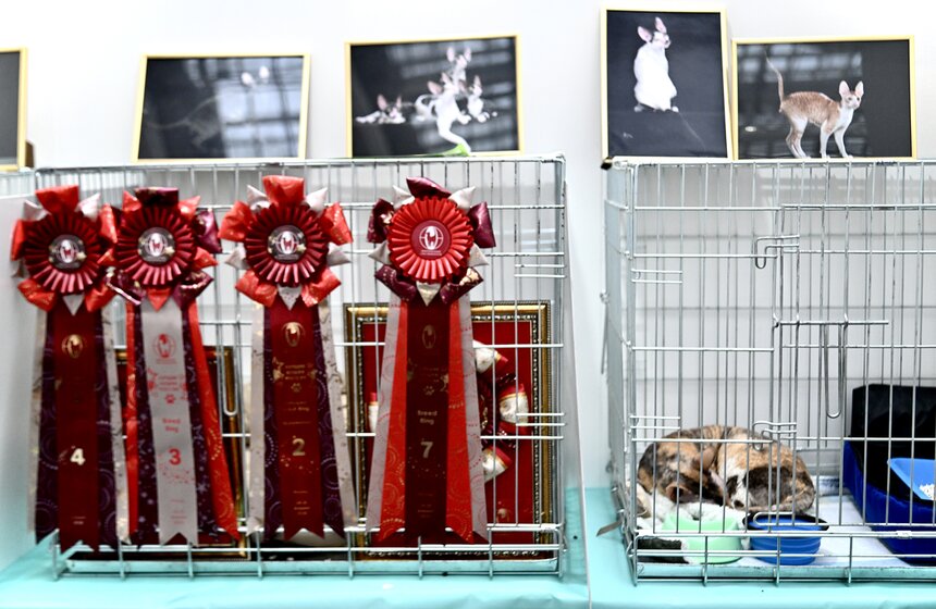 Выставка "Лучшие собаки и кошки России" прошла в Москве 35 фото