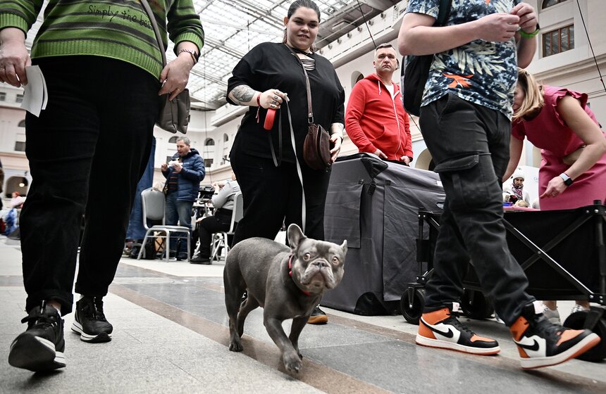 Выставка "Лучшие собаки и кошки России" прошла в Москве 13 фото