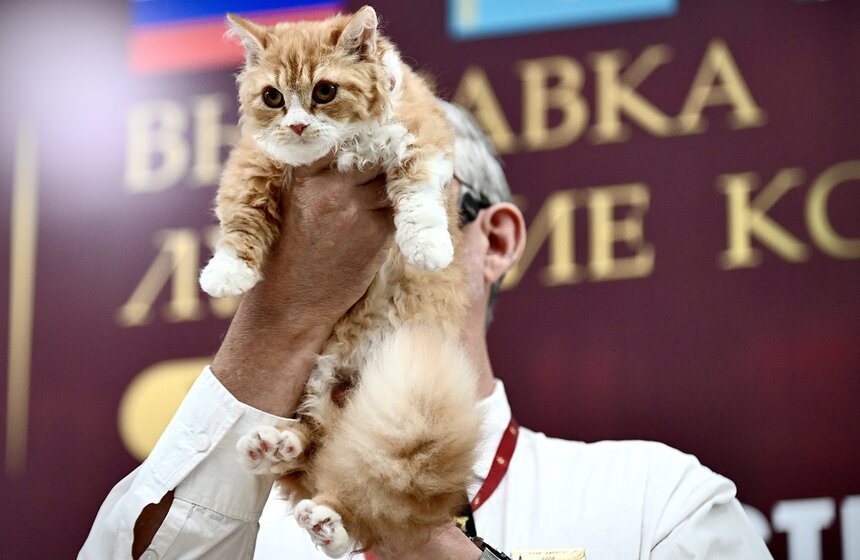 Выставка "Лучшие собаки и кошки России" прошла в Москве 16 фото