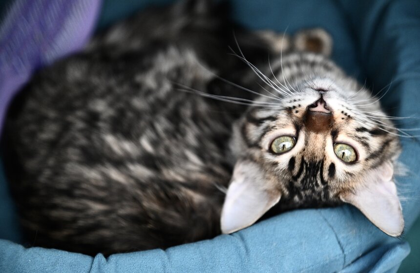 Выставка "Лучшие собаки и кошки России" прошла в Москве 23 фото