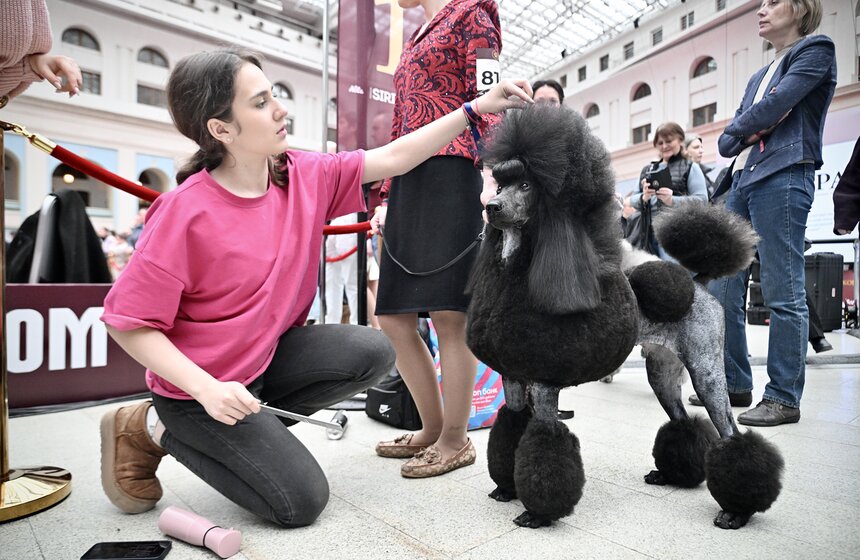 Выставка "Лучшие собаки и кошки России" прошла в Москве 19 фото