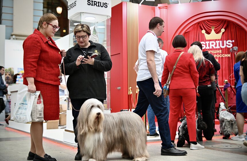 Выставка "Лучшие собаки и кошки России" прошла в Москве 2 фото