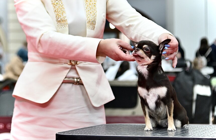 Выставка "Лучшие собаки и кошки России" прошла в Москве 12 фото