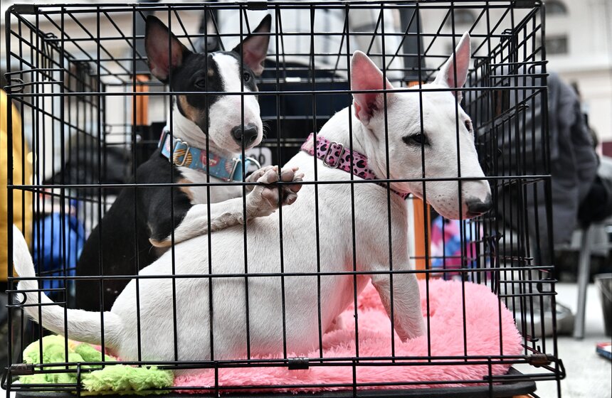 Выставка "Лучшие собаки и кошки России" прошла в Москве 29 фото