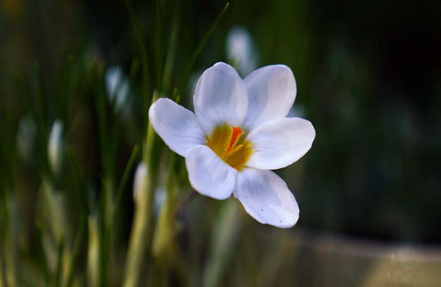 Выставка "Репетиция весны" открылась в "Аптекарском огороде" 9 фото