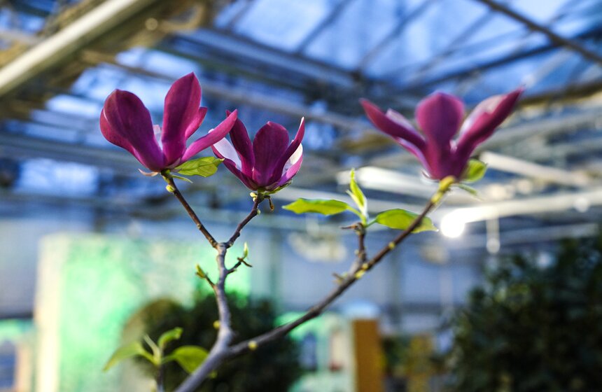 Выставка "Репетиция весны" открылась в "Аптекарском огороде" 6 фото