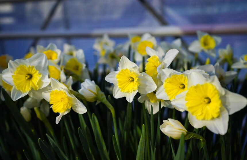 Выставка "Репетиция весны" открылась в "Аптекарском огороде" 18 фото