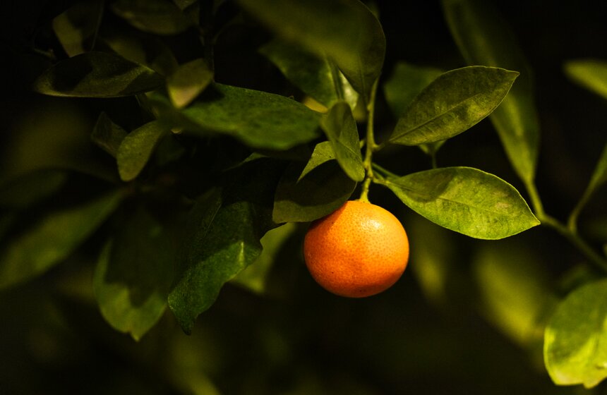 Выставка "Репетиция весны" открылась в "Аптекарском огороде" 24 фото