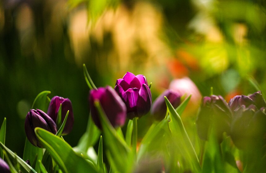 Выставка "Репетиция весны" открылась в "Аптекарском огороде" 27 фото