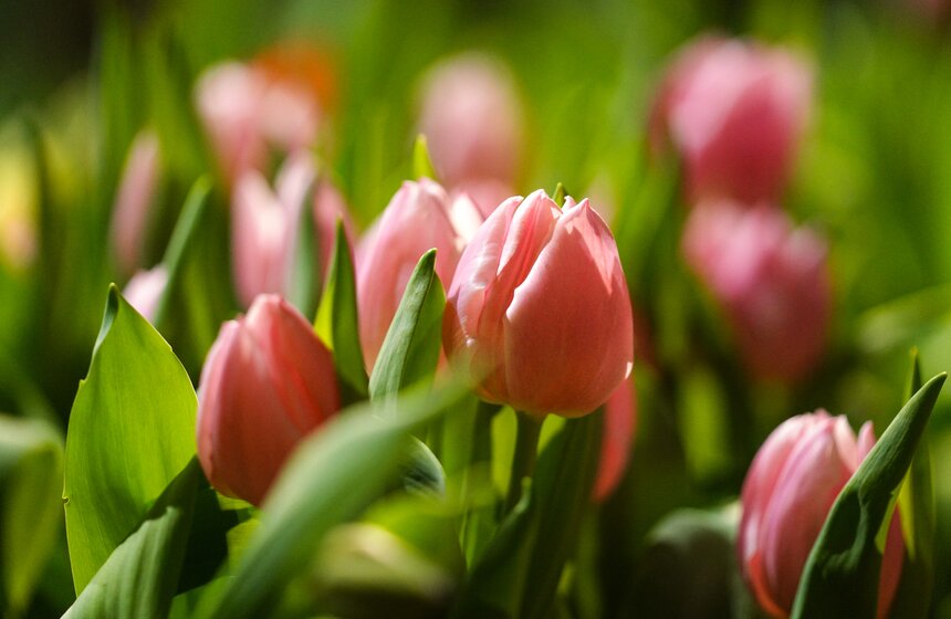 Выставка "Репетиция весны" открылась в "Аптекарском огороде" 28 фото