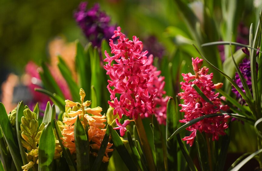 Выставка "Репетиция весны" открылась в "Аптекарском огороде" 16 фото