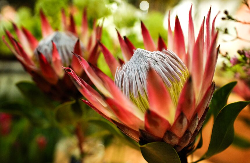 Выставка "Репетиция весны" открылась в "Аптекарском огороде" 26 фото