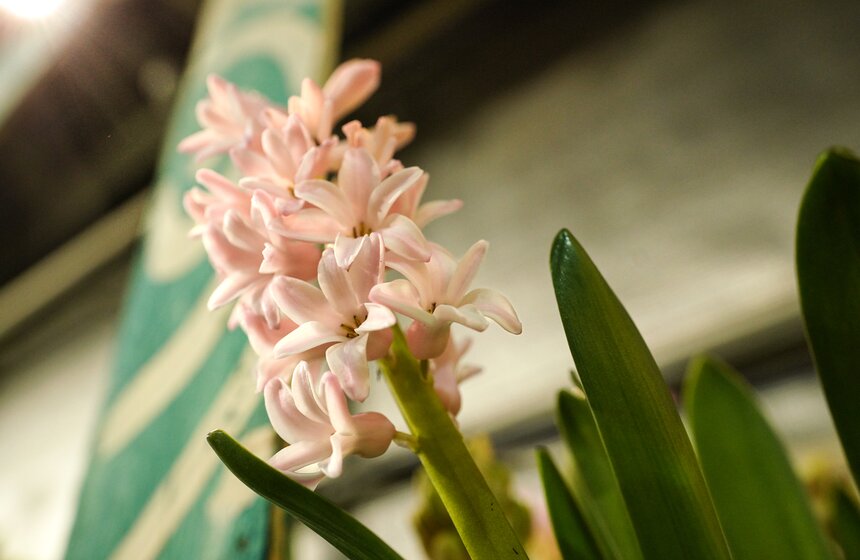 Выставка "Репетиция весны" открылась в "Аптекарском огороде" 31 фото