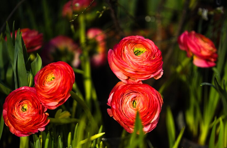 Выставка "Репетиция весны" открылась в "Аптекарском огороде" 19 фото