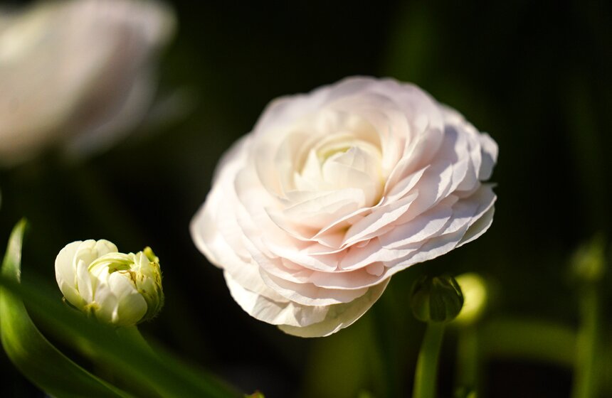 Выставка "Репетиция весны" открылась в "Аптекарском огороде" 30 фото