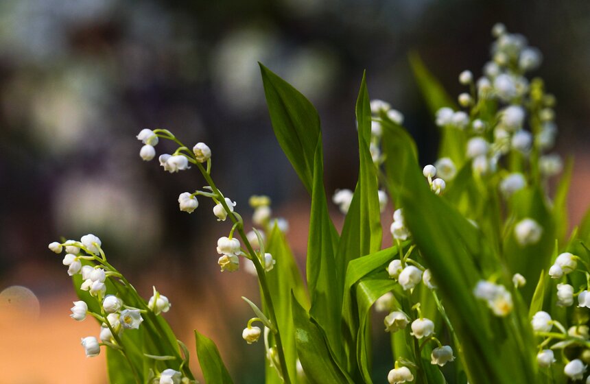 Выставка "Репетиция весны" открылась в "Аптекарском огороде" 14 фото