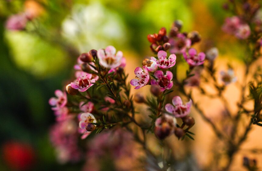 Выставка "Репетиция весны" открылась в "Аптекарском огороде" 21 фото