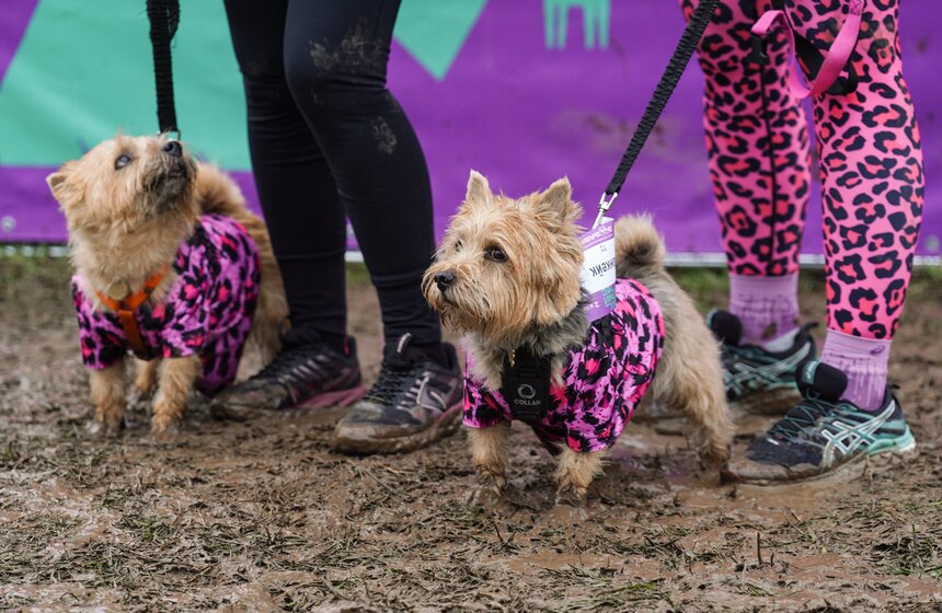Кросс "Быстрый пес" собрал около 300 бегунов с собаками в Москве 12 фото