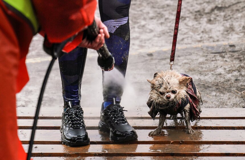 Кросс "Быстрый пес" собрал около 300 бегунов с собаками в Москве 40 фото