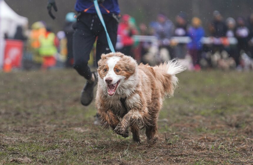 Кросс "Быстрый пес" собрал около 300 бегунов с собаками в Москве 19 фото