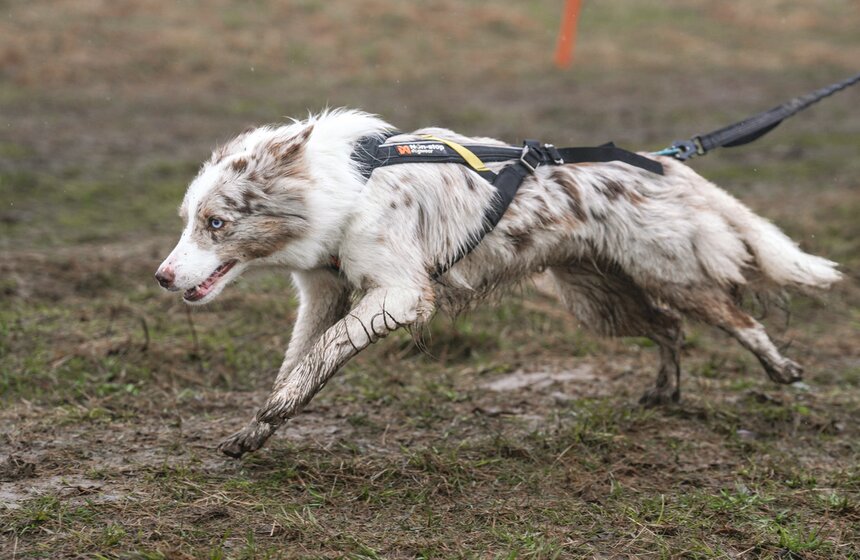 Кросс "Быстрый пес" собрал около 300 бегунов с собаками в Москве 23 фото