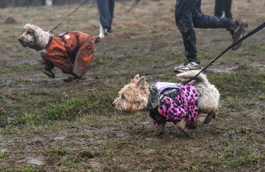 Кросс "Быстрый пес" собрал около 300 бегунов с собаками в Москве 25 фото