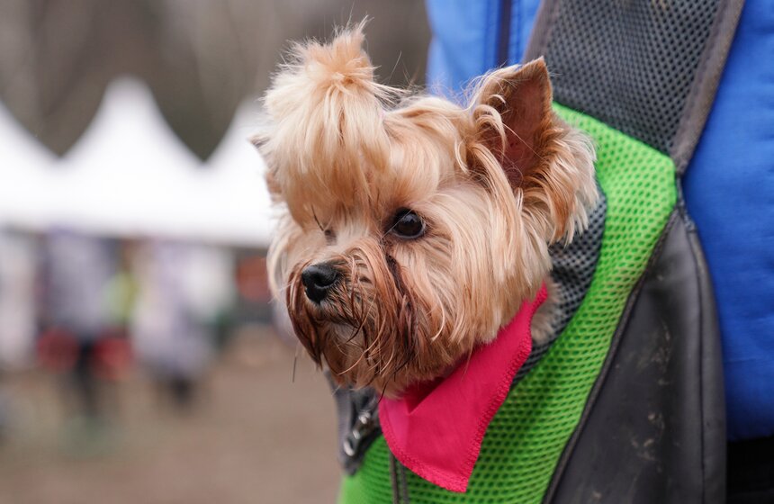 Кросс "Быстрый пес" собрал около 300 бегунов с собаками в Москве 4 фото