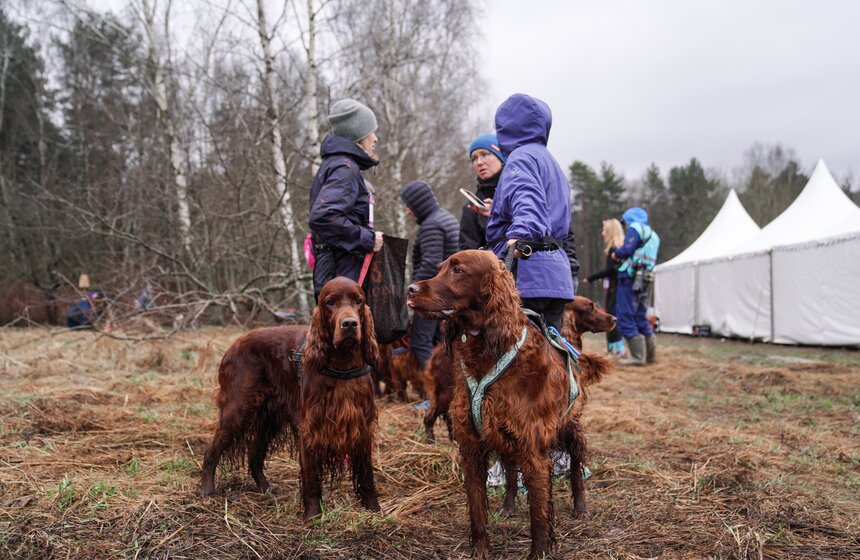 Кросс "Быстрый пес" собрал около 300 бегунов с собаками в Москве 11 фото
