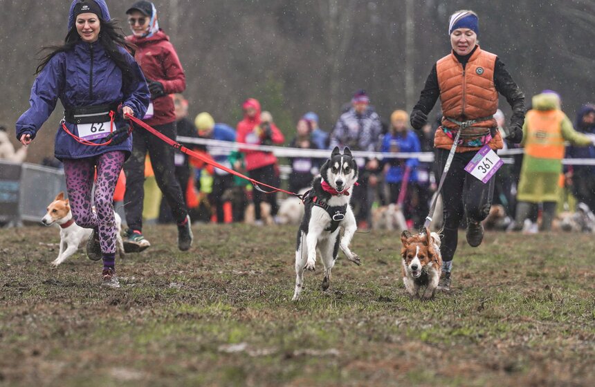 Кросс "Быстрый пес" собрал около 300 бегунов с собаками в Москве 22 фото