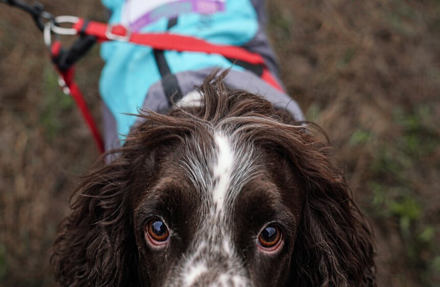 Кросс "Быстрый пес" собрал около 300 бегунов с собаками в Москве 3 фото