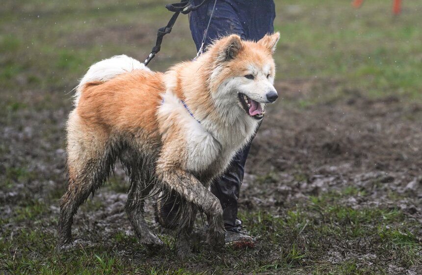 Кросс "Быстрый пес" собрал около 300 бегунов с собаками в Москве 30 фото