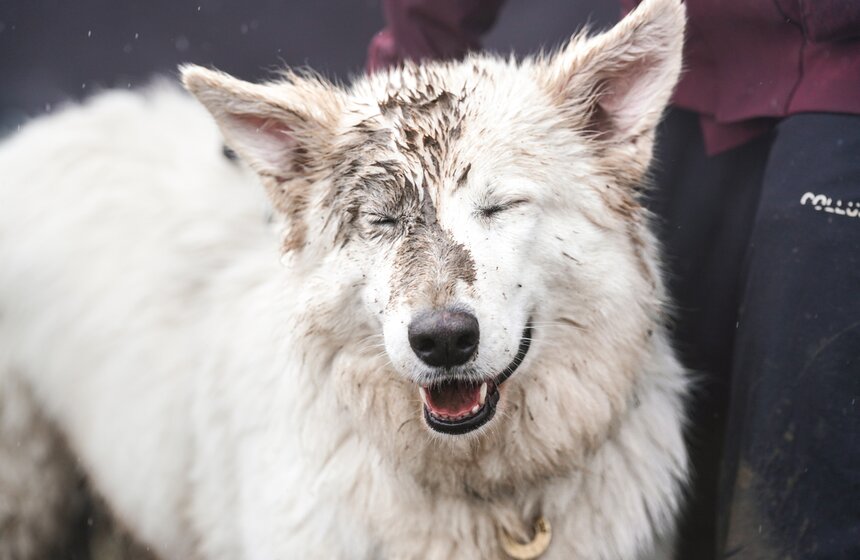 Кросс "Быстрый пес" собрал около 300 бегунов с собаками в Москве 35 фото