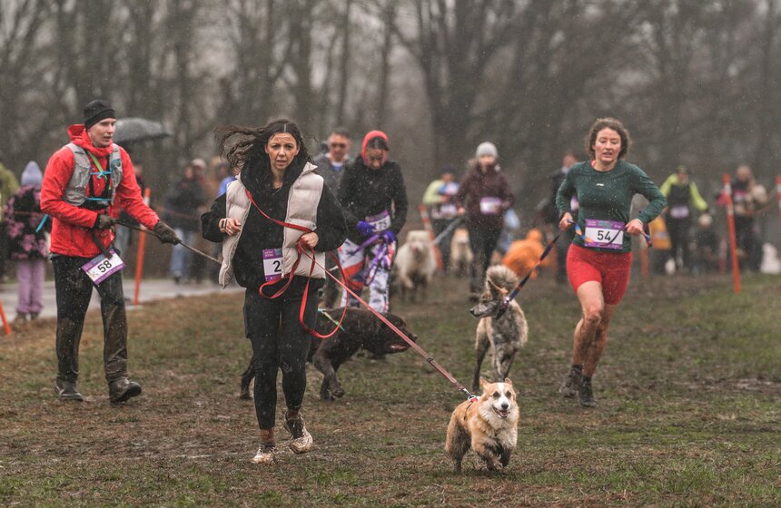 Кросс "Быстрый пес" собрал около 300 бегунов с собаками в Москве 32 фото